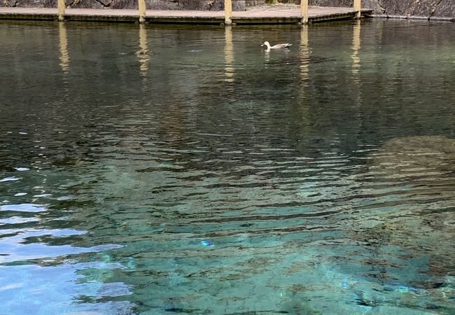 霧島山麓丸池湧水 クチコミ アクセス 営業時間 霧島温泉郷 フォートラベル 霧島山麓丸池湧水 クチコミ アクセス 営業時間 霧島温泉郷 フォートラベル