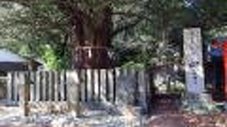 しっかり囲われていてだいじにされている御神木