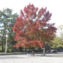 広々とした公園です。