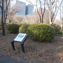 ハナミズキの林です。