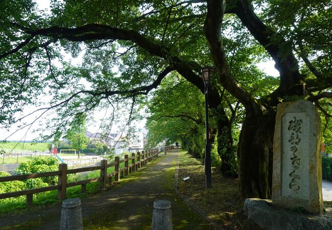 まあまあの風情かな