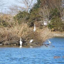 鳥がたくさん