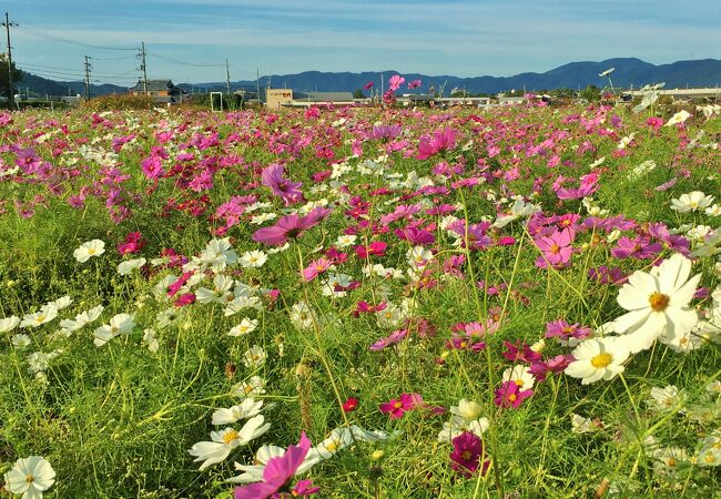 京都丹波 亀岡夢コスモス園 クチコミ アクセス 営業時間 亀岡 フォートラベル 京都丹波 亀岡夢コスモス園 クチコミ アクセス 営業時間 亀岡 フォートラベル