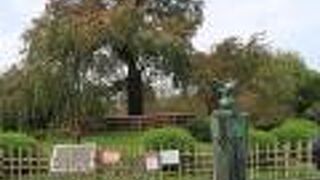 二代目の枝垂れ桜