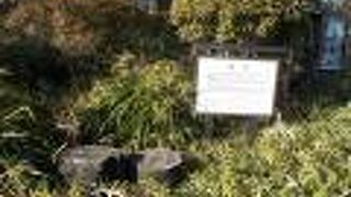 石のような松のきです。