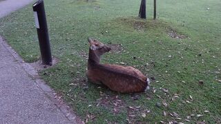 早朝の奈良公園は清々しい