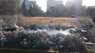 二羽のペリカンが見つめあっています。