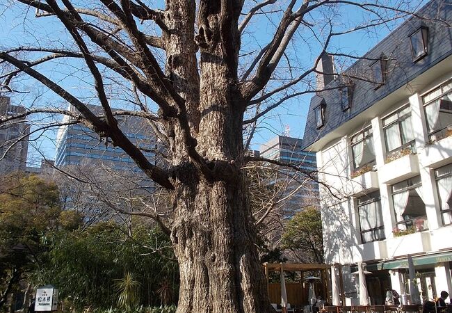 日比谷公園 首賭けイチョウ クチコミ アクセス 営業時間 銀座 有楽町 日比谷 フォートラベル 日比谷公園 首賭けイチョウ クチコミ アクセス 営業時間 銀座 有楽町 日比谷 フォートラベル