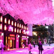 夜の日本橋周辺が桜色一色に染まって華やかでした