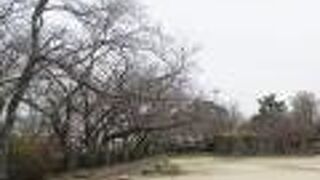 桜の名所です。