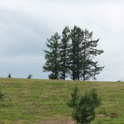 丘陵に並ぶ５本の木