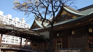 梅が咲き始めていました