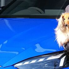 車から下りずで  ご不満なワンf(^_^;