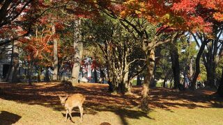 紅葉と鹿