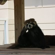 レッサーパンダ