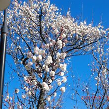 ピンク色の花