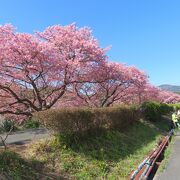 伊豆最南端の河津桜