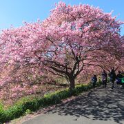 河津よりは落ち着いて河津桜を見ることができます