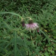 自然がたっぷりの森