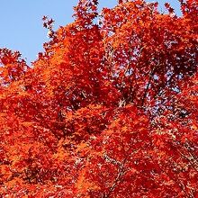 入り口付近の紅葉