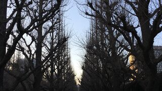 明治神宮外苑のいちょう並木！やっぱり秋ですね