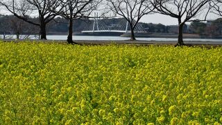 公園内には山茶花が咲いていました。野鳥もいました。しょうぶ苑はいつもと違う光景でした。