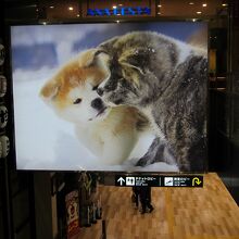 エスカレーターの壁面にもザ・アキタ！