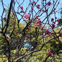皇居梅林坂の梅