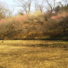 広場の周りの梅がほころんでいました。