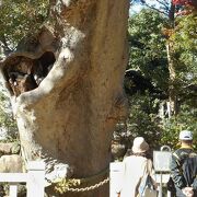 深大寺小学校の隣にあって、ハートを抱いた樹齢700年のケヤキが有名