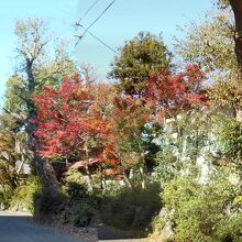 三鷹通りから見て、左が深大寺小学校、右がケヤキ