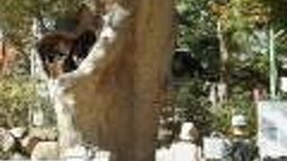 深大寺小学校の隣にあって、ハートを抱いた樹齢700年のケヤキが有名