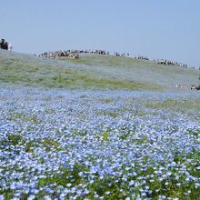 一面ネモフィラが広がる国営ひたち海浜公園