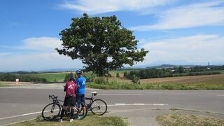 奥に見えた木の方が良かった