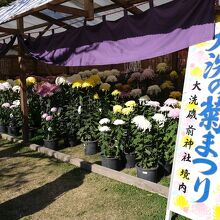 この時には、境内で菊まつりも開催されていました。