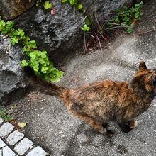 斑模様の猫ちゃん