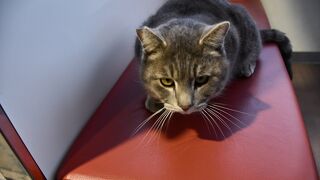 尾道では猫ちゃんもロープウェイに乗ります