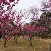 梅園の梅が見どころを迎えていました