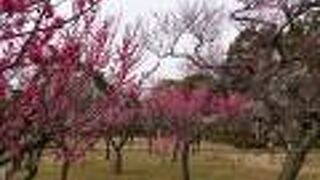 梅園の梅が見どころを迎えていました