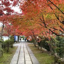 紅葉が素晴らしい。