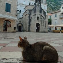 スヴェタ・二コラ広場には猫たくさん