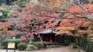 秋の紅葉がとても綺麗でした。