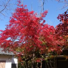 近くの店舗の木も紅葉