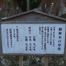 樹齢600年だったようです