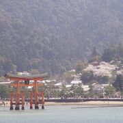 桜満開の宮島