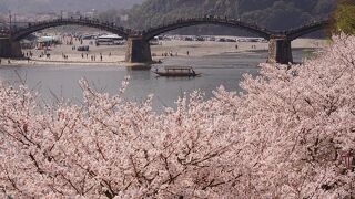 錦帯橋と満開の桜が織りなす景観は圧巻