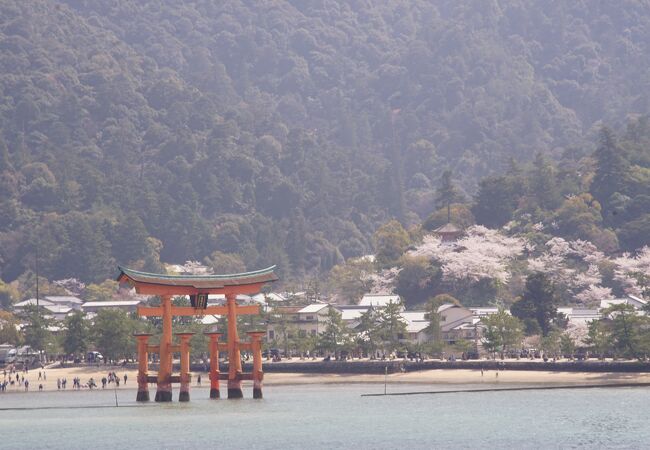 桜満開の宮島