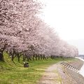 たぶせ桜まつり