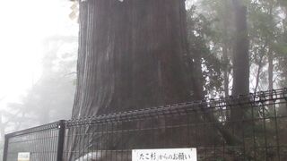 全体を写真におさめるのが難しいほど高い木で、根が蛸のように曲がりくねっています。