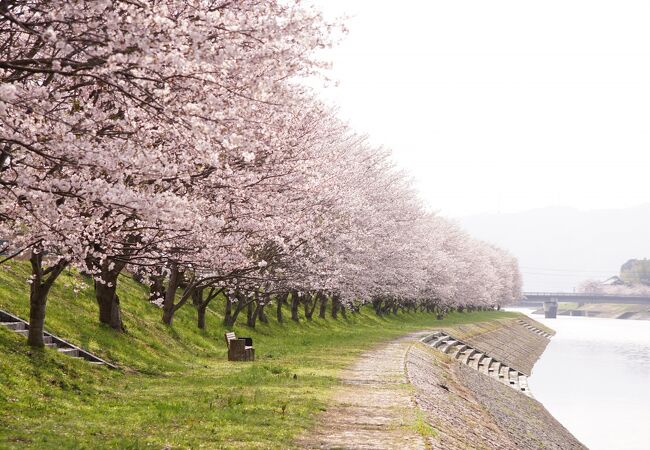 田布施川沿いに植えられた約300本の桜が咲き誇る